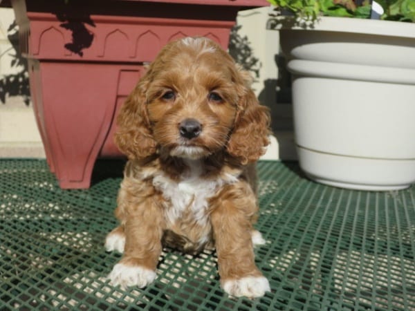 cockapoo puppies for sale in indiana cockapoo puppies for sale in indiana ohio chicago family puppies cockapoo puppies for sale in indiana cockapoo puppies for sale in indiana ohio chicago family puppies