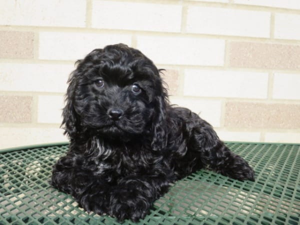 cockapoo puppies for sale in indiana cockapoo puppies for sale in indiana ohio chicago family puppies cockapoo puppies for sale in indiana cockapoo puppies for sale in indiana ohio chicago family puppies