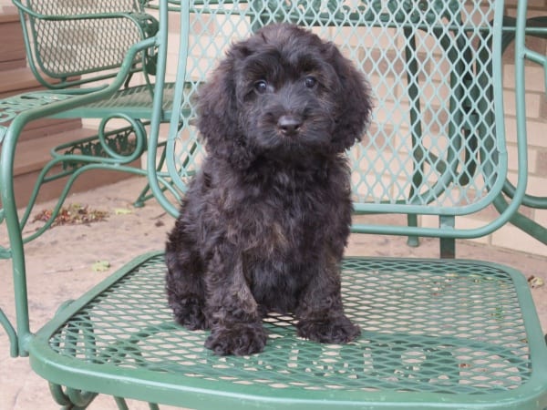 cockapoo puppies for sale in indiana cockapoo puppies for sale in indiana ohio chicago family puppies cockapoo puppies for sale in indiana cockapoo puppies for sale in indiana ohio chicago family puppies
