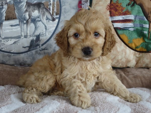 cockapoo puppies for sale in indiana cockapoo puppies for sale in indiana ohio chicago family puppies cockapoo puppies for sale in indiana cockapoo puppies for sale in indiana ohio chicago family puppies
