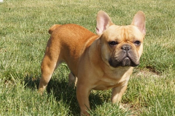 French Bulldog Puppies For Sale in Indiana & Chicago