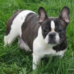 A black and white French Bulldog