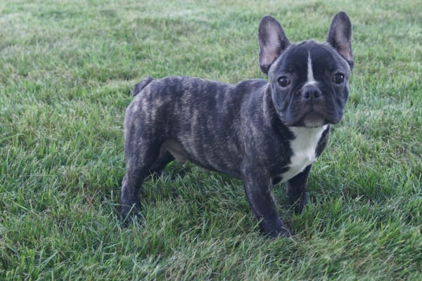 French Bulldog Breeder & Puppies for Sale in Chicago & Indiana | Family ...