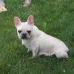 A white French Bulldog.