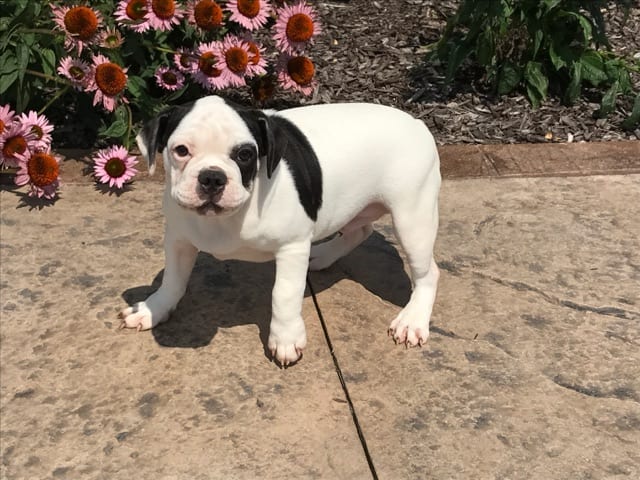 French Bulldog Puppies For Sale in Indiana & Chicago