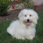 White Coton de Tulear dog laying in grass