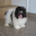 White and black Havanese dog with tongue out