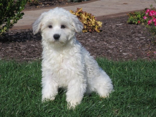 Coton Tulear Breeders & Puppies For Sale in Indiana | Family Puppies