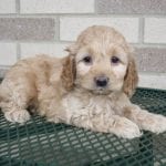 Cockapoo Puppies For Sale in Indiana, Ohio & Chicago | Family Puppies