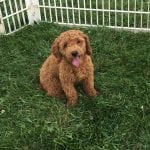 Red curly hair red cockapoo dog