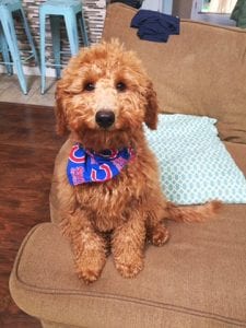 A Cockapoo with a bandana around it's neck.