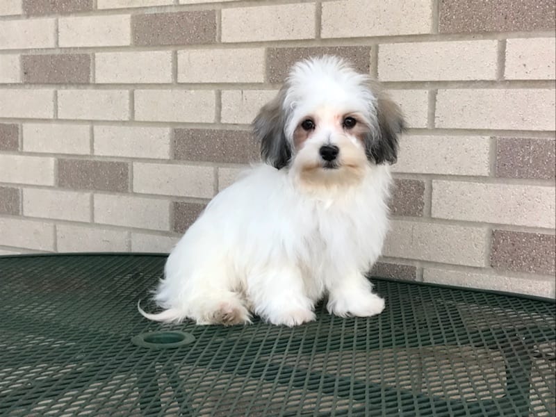 Havanese Puppies For Sale & Breeders in Cincinnati Ohio & Indiana Family Puppies