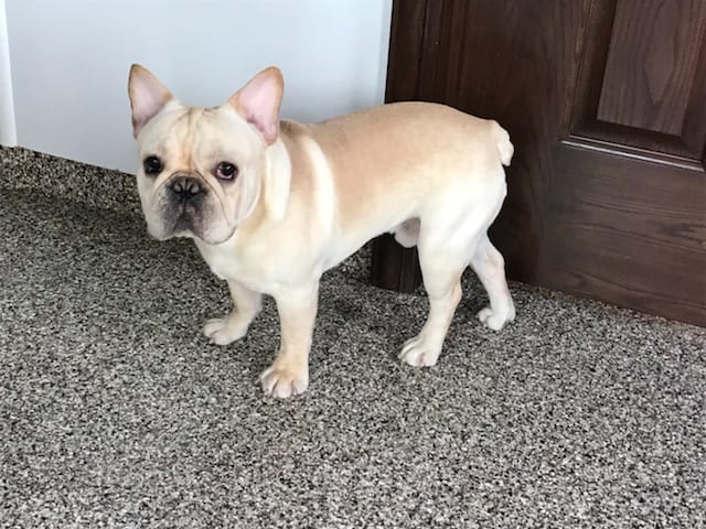 56 Best Images French Bulldog Indiana Breeders - french bulldog breeder chubbachops 170 - ChubbaChops