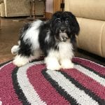 Black and white Havanese dog on a red and black rug