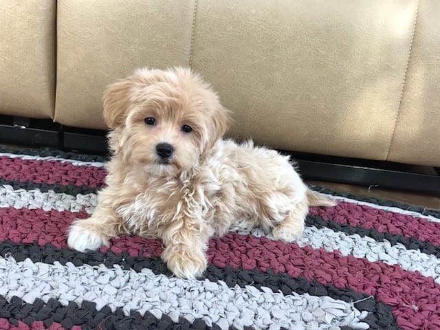 pooton puppies for sale coton de tulear breeders puppies for sale in indiana family puppies pooton puppies for sale coton de tulear breeders puppies for sale in indiana family puppies