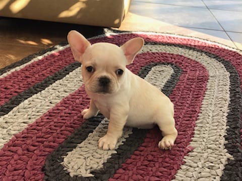French Bulldog Puppies For Sale in Indiana & Chicago ...