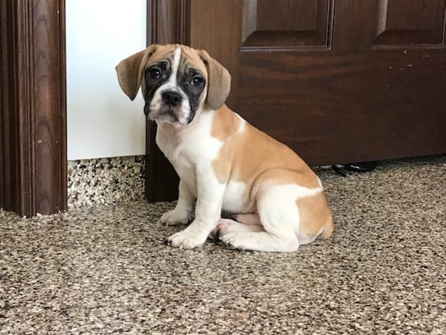 11 French Bulldog Puppies Nappanee Indiana Image