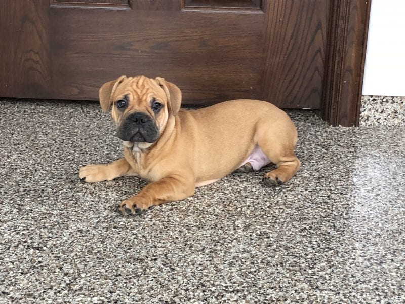 French Bulldog Puppies For Sale in Indiana & Chicago ...