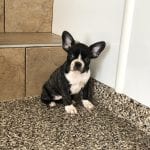 French Bulldog Puppies For Sale in Indiana & Chicago ...