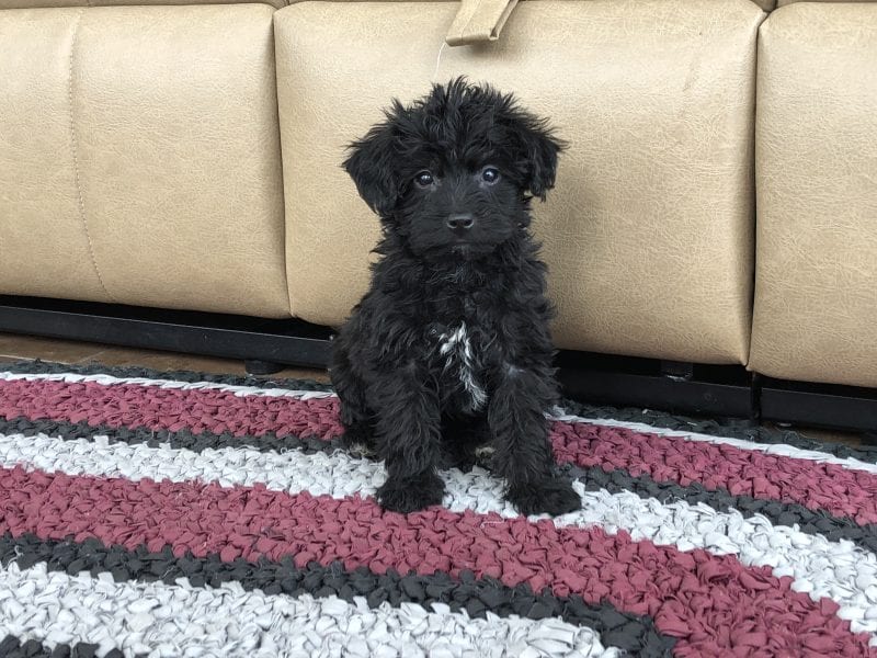 Havanese Puppies For Sale & Breeders in Cincinnati Ohio ...