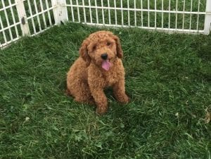 How to train a Cockapoo puppy