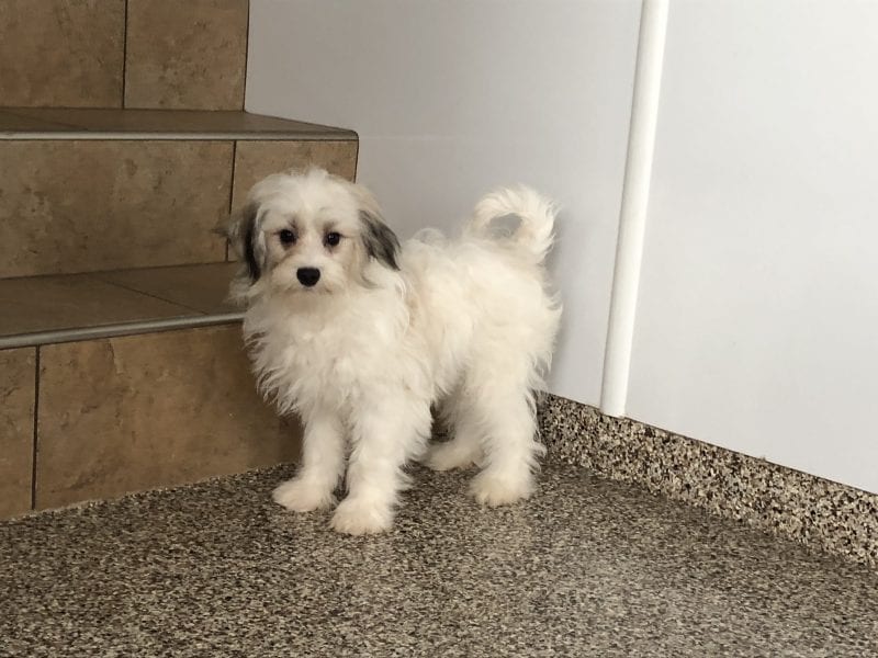 Coton De Tulear Breeders & Puppies For Sale in Indiana Family Puppies