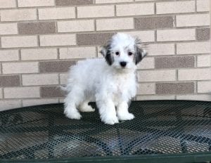 Coton de Tulear