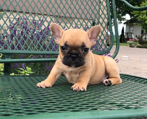 French Bulldog Puppies For Sale in Indiana & Chicago ...