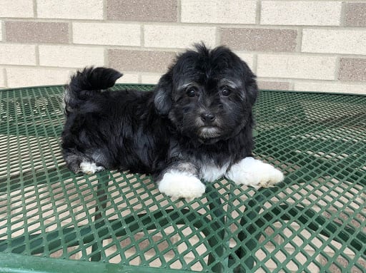 Havanese Puppies For Sale & Breeders in Cincinnati Ohio ...