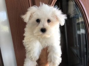 Why you'll love Havanese Dogs