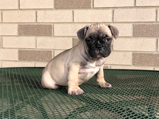 French Bulldog Puppies For Sale in Indiana & Chicago ...