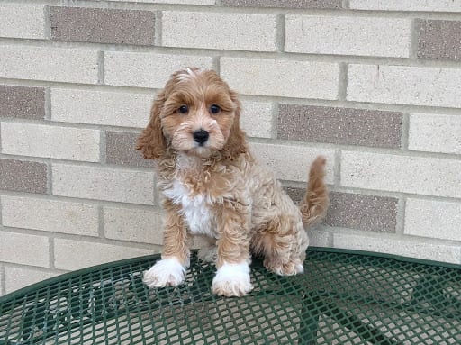 Coton De Tulear Breeders & Puppies For Sale in Indiana ...
