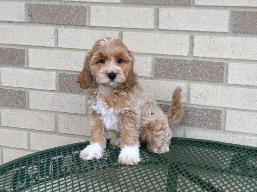 Coton De Tulear Breeders & Puppies For Sale in Indiana ...