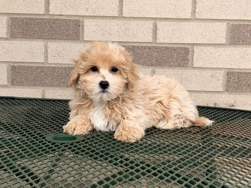 coton de tulear breeders puppies for sale in indiana family puppies