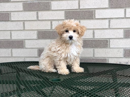 coton de tulear breeders puppies for sale in indiana family puppies