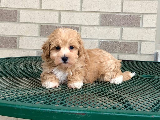 Havanese Puppies For Sale & Breeders in Cincinnati Ohio ...