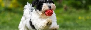 playful spotted havanese puppy dog is running with a red ball in his mouth in a spring garden