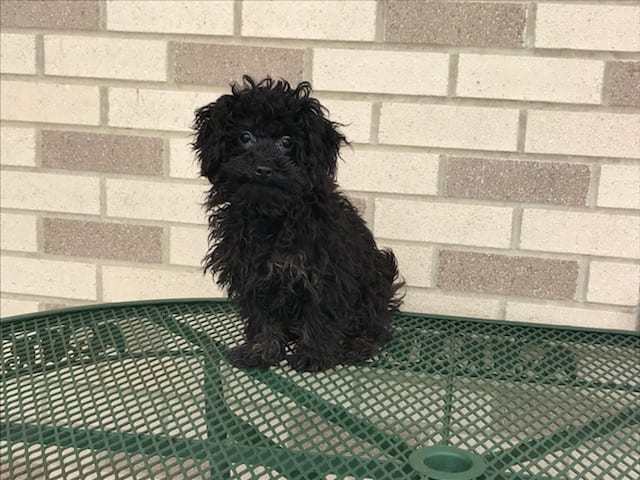 Havanese puppy for sale