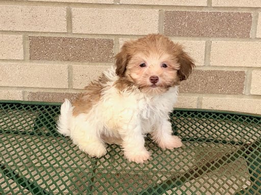 Havanese puppy for sale