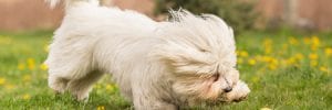 coton de tulear dog playing in garden