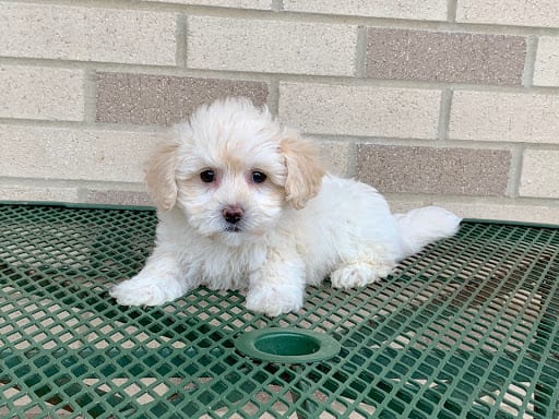 coton de tulear potty training