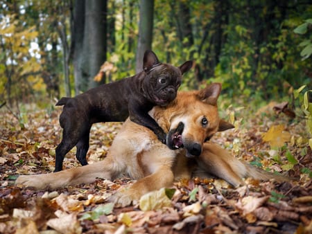 dogs playing in the autumn forest