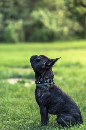 french bulldog puppy sitting straight at obiedence training