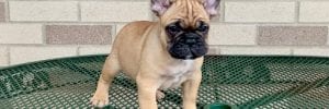 Black and tan french bulldog puppy for sale