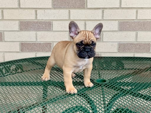 training a bulldog puppy