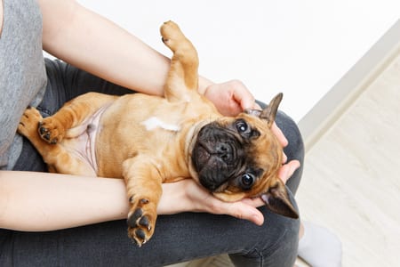 french bulldog puppy on girl knees