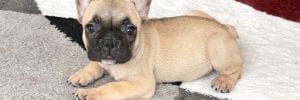 Tan French Bulldog Puppy for sale