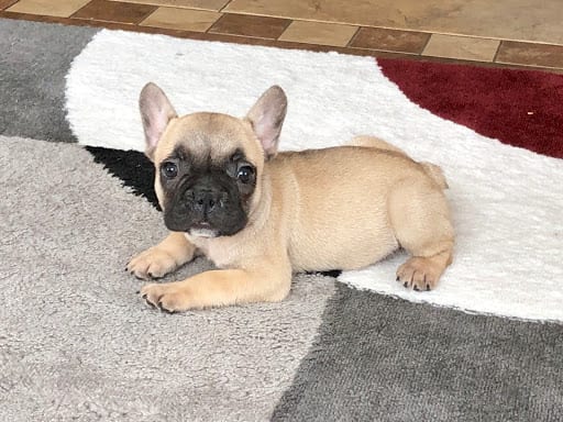 Tan French Bulldog Puppy for sale