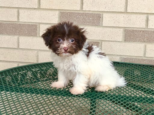 Havanese puppy for sale