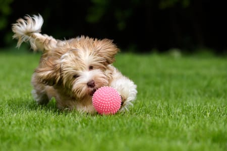 playful havanese puppy dog chasing a pink ball in the grass